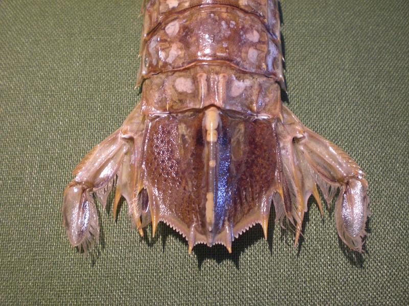 harpiosquilla harpax T.F.C. telson dorsal view.jpg